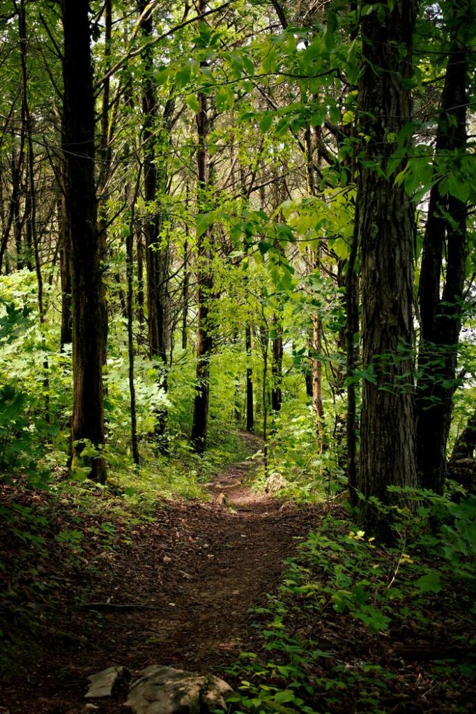 A peaceful forest trail surrounded by lush green trees, ideal for hiking and nature walks.