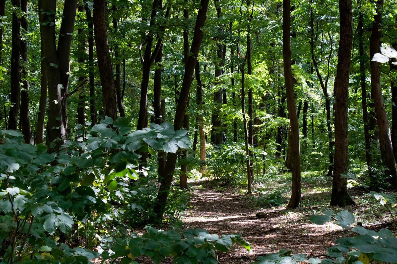 Lush green forest with sunlight filtering through trees onto a natural pathway.